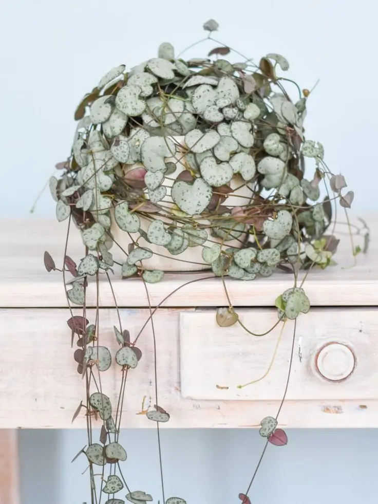 Ceropegia woodii