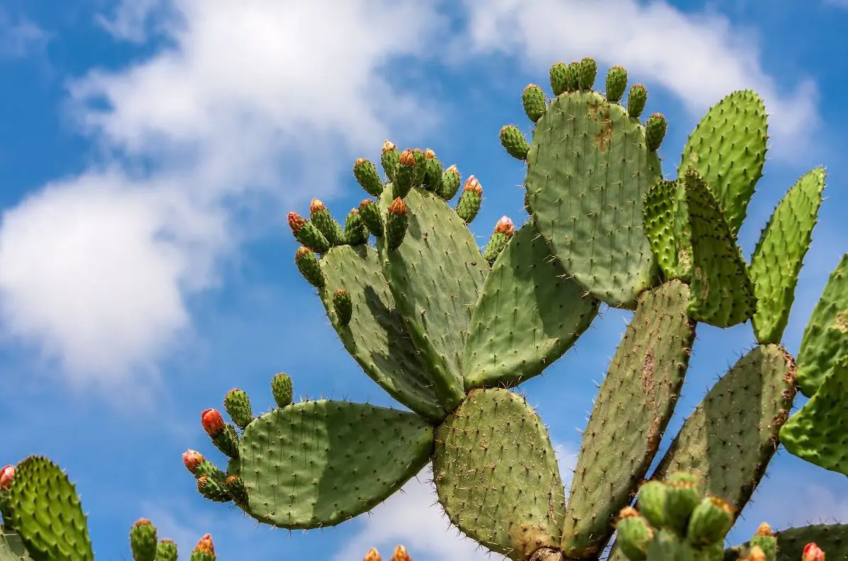 opuntia planta suculenta