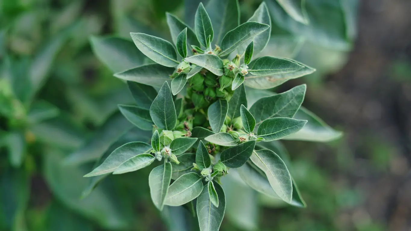 Withania somnifera 