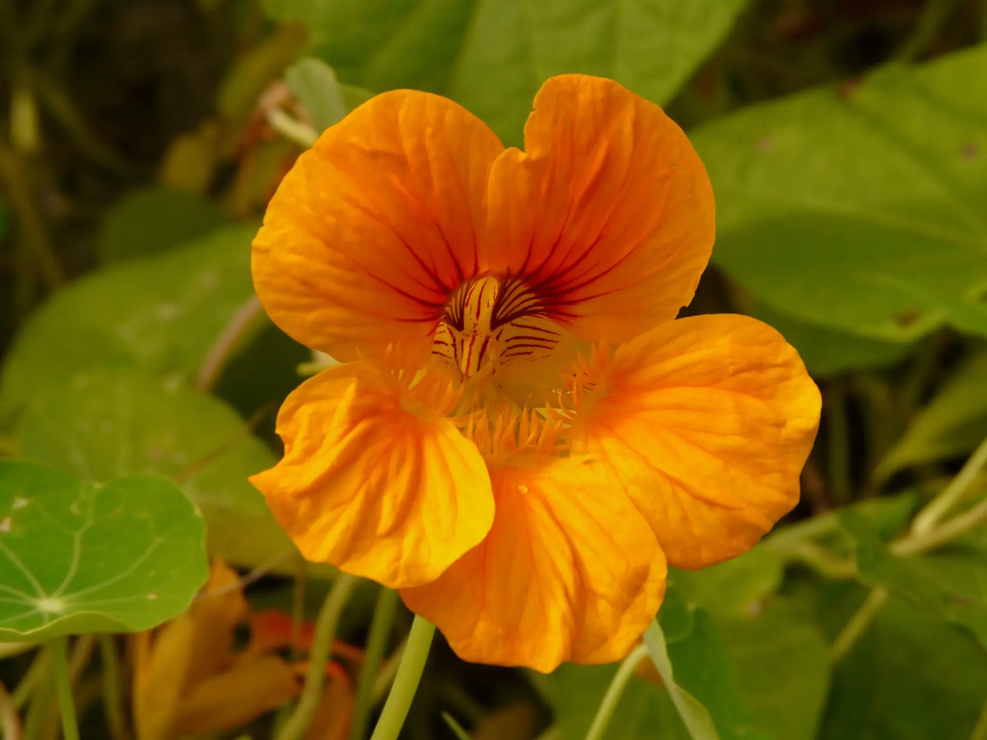 Capuchina