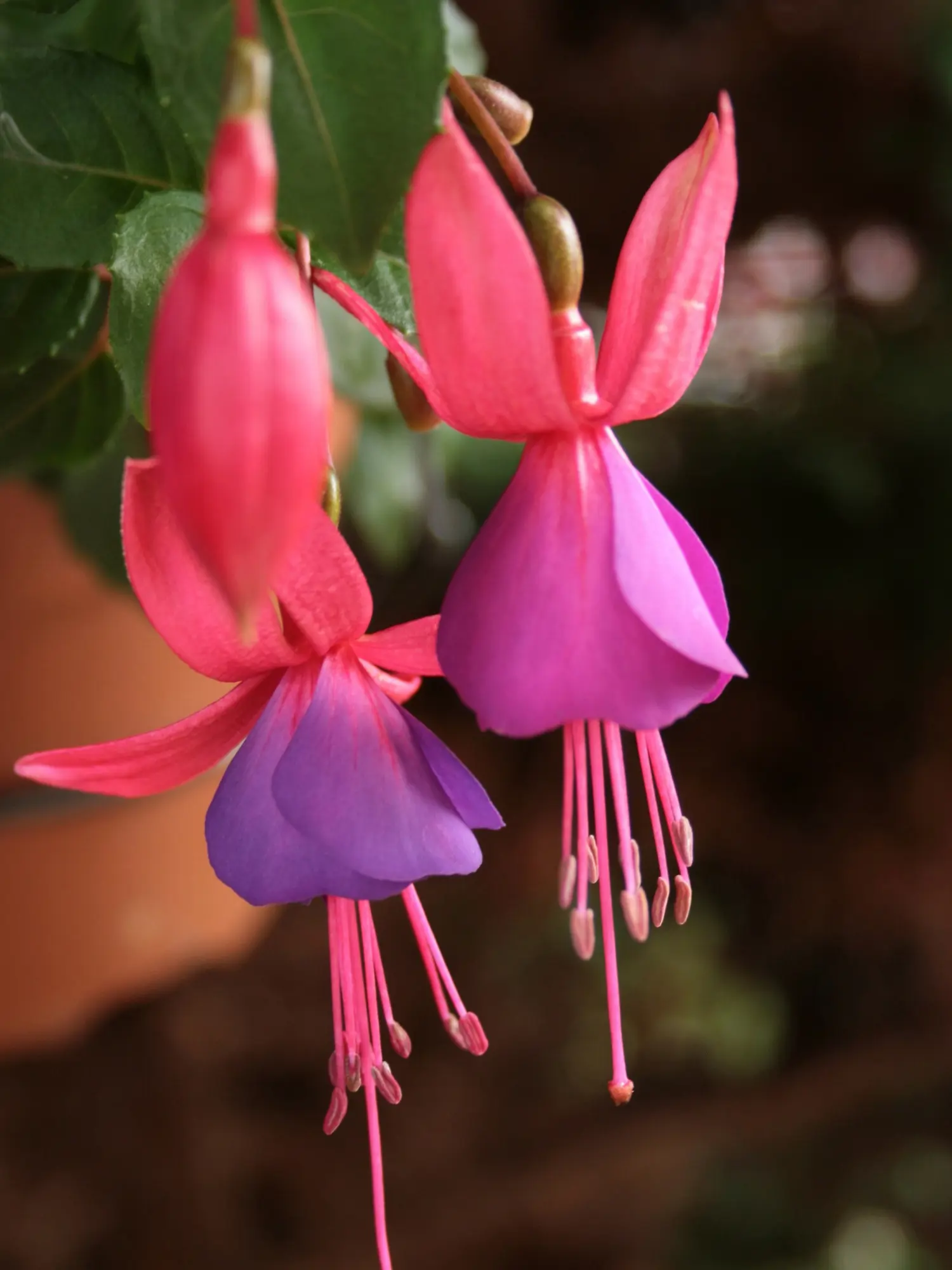 Fuchsia