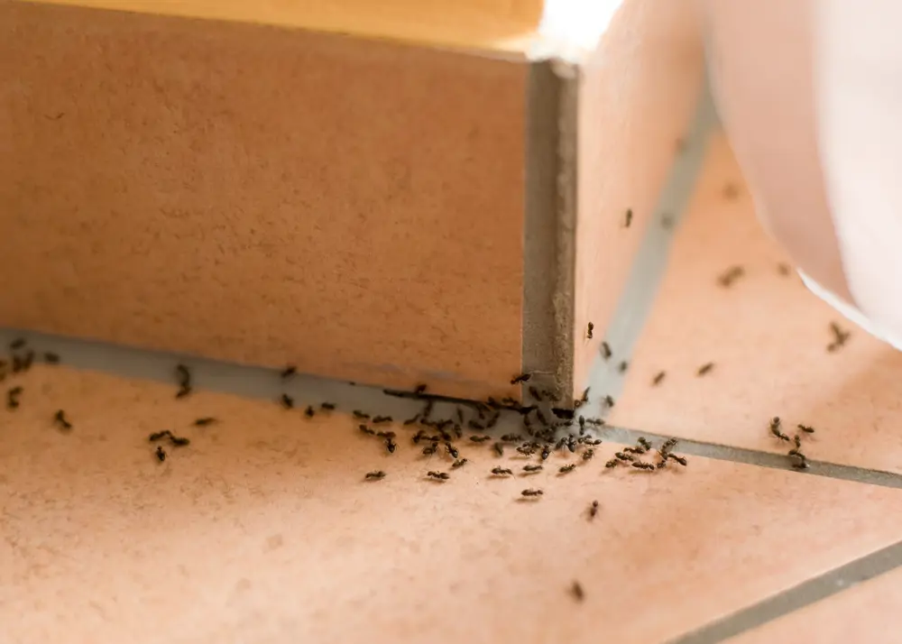 Las hormigas son una plaga común en muchos hogar durante el verano.
