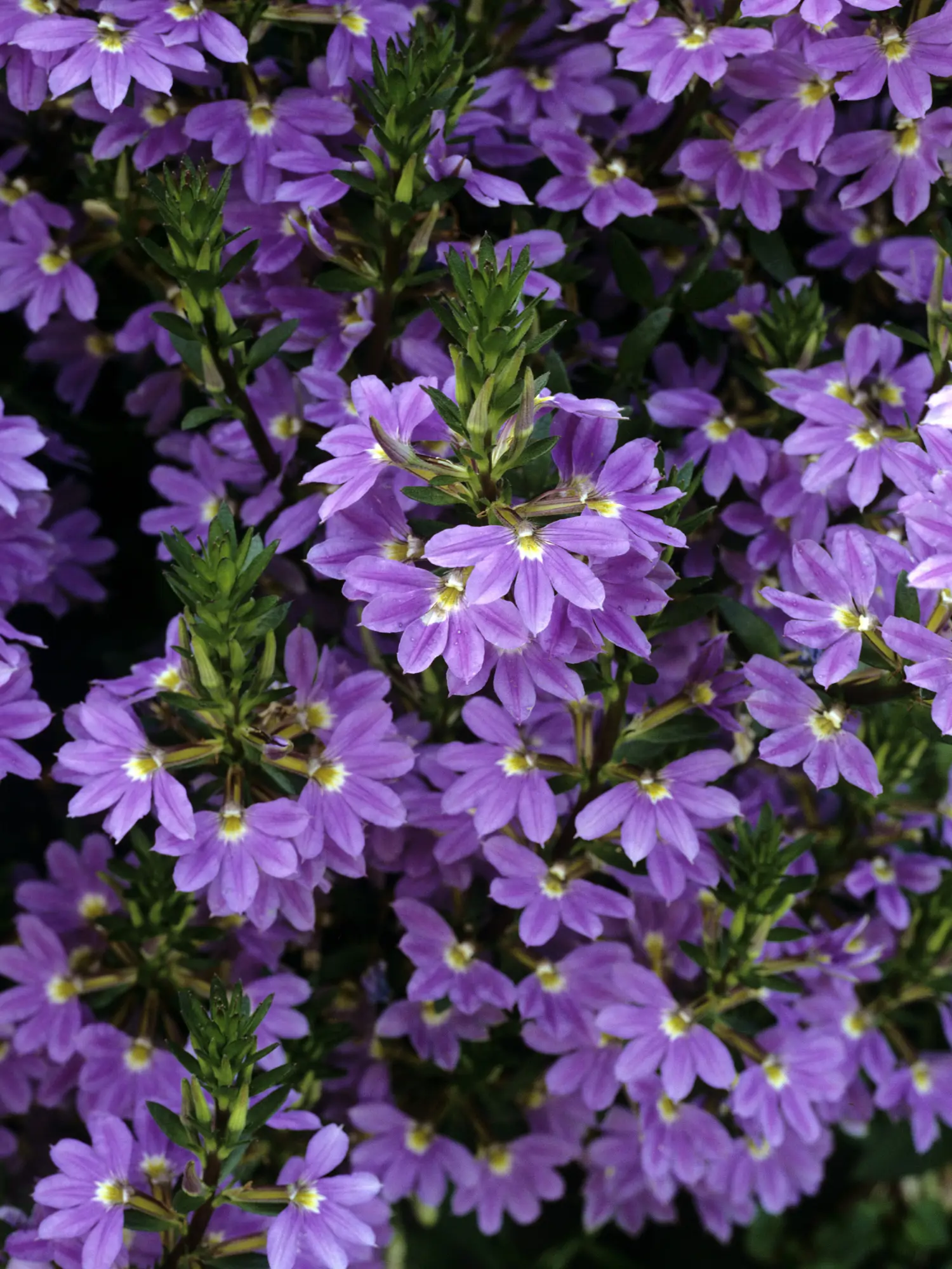 Scaevola