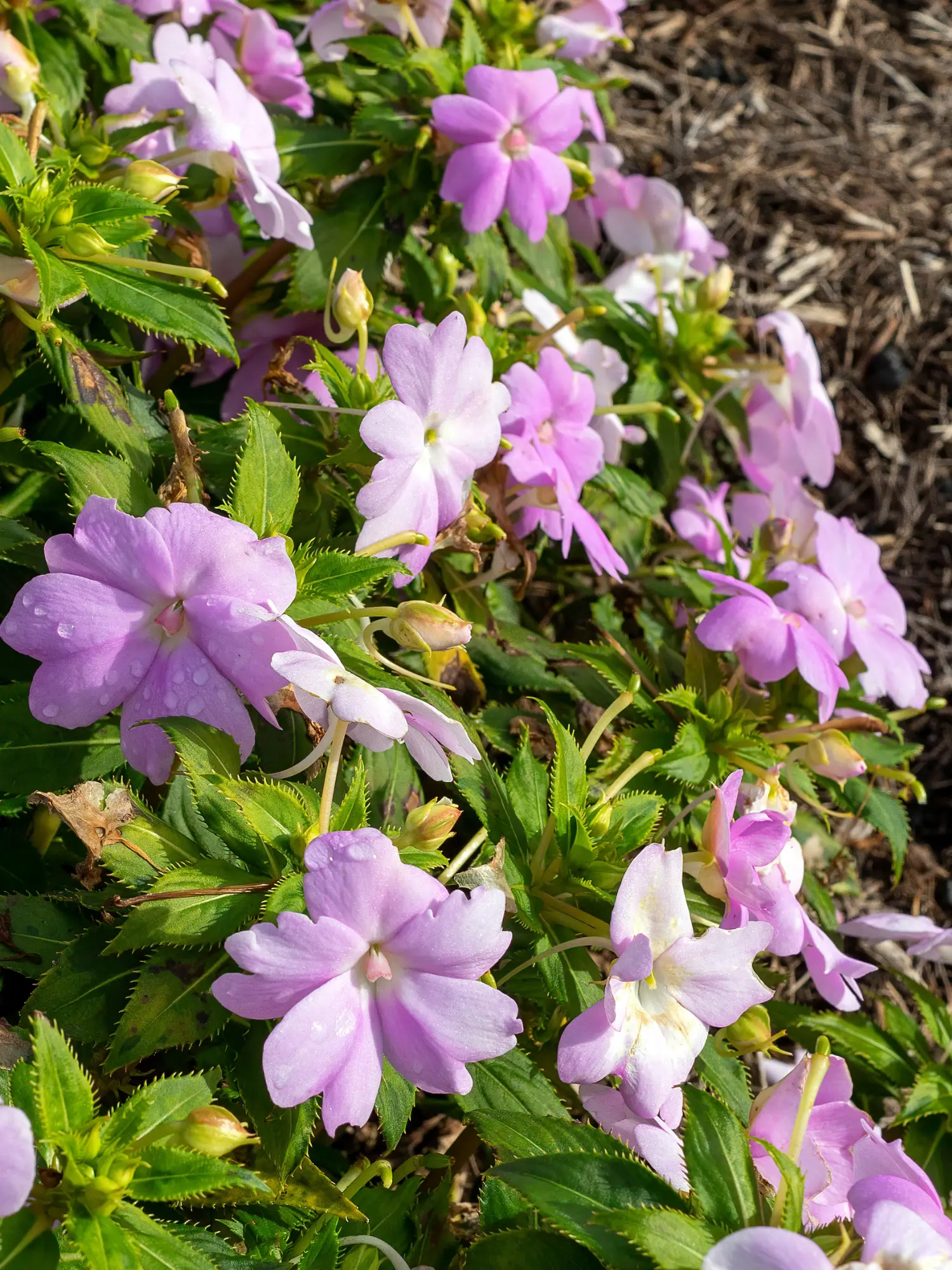 SunPatiens