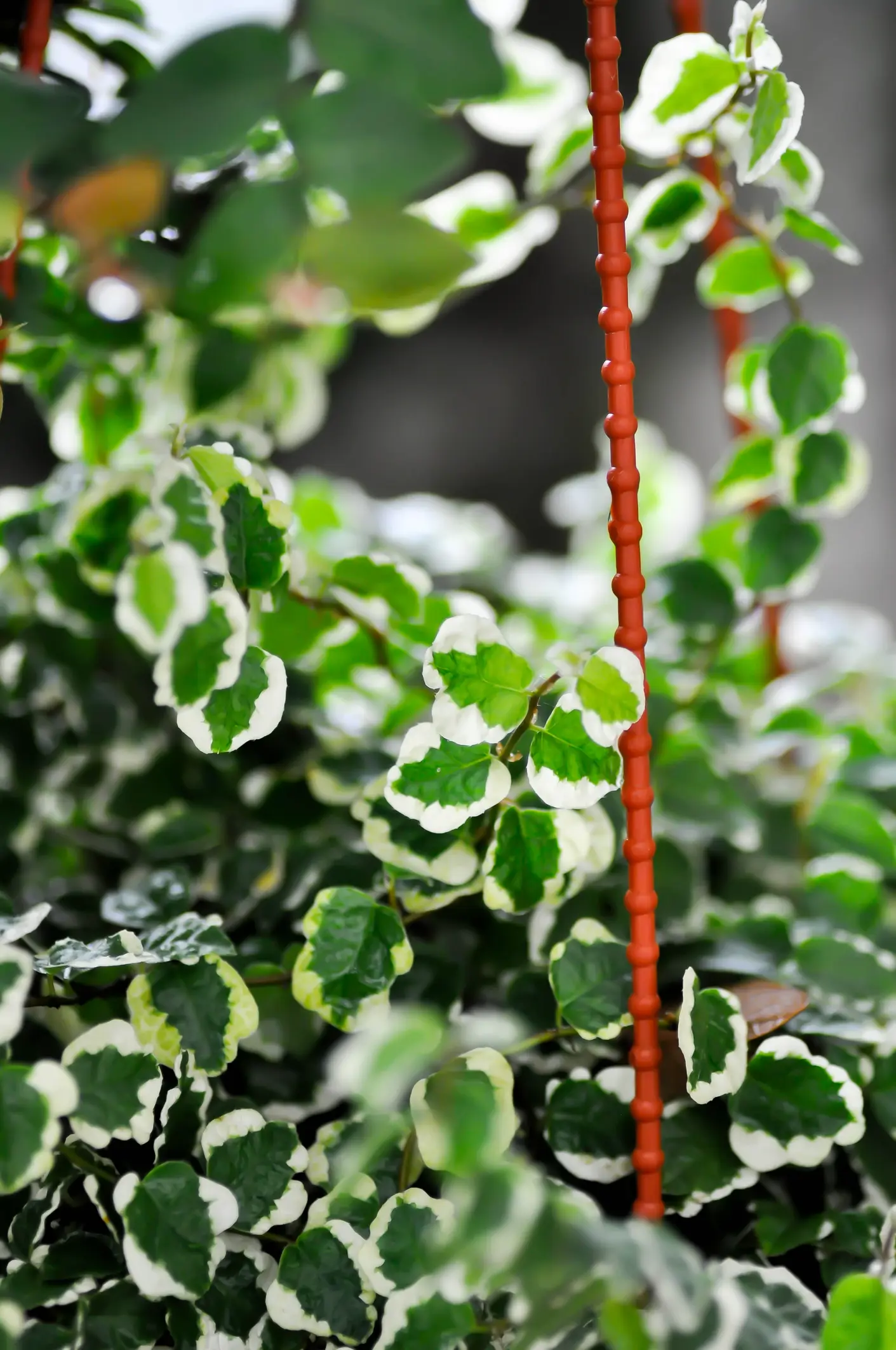 Ficus pumila