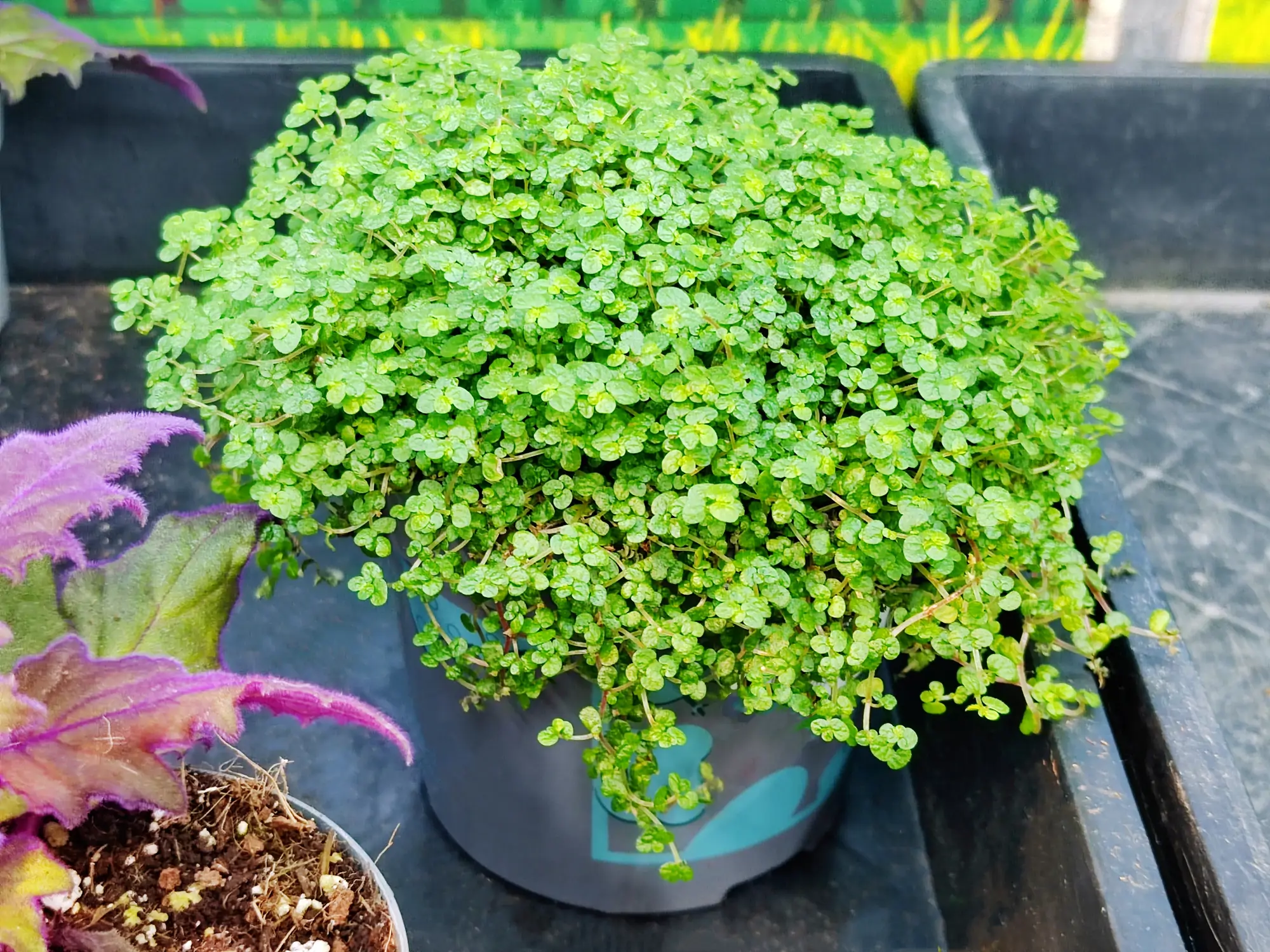 Soleirolia soleirolii planta
