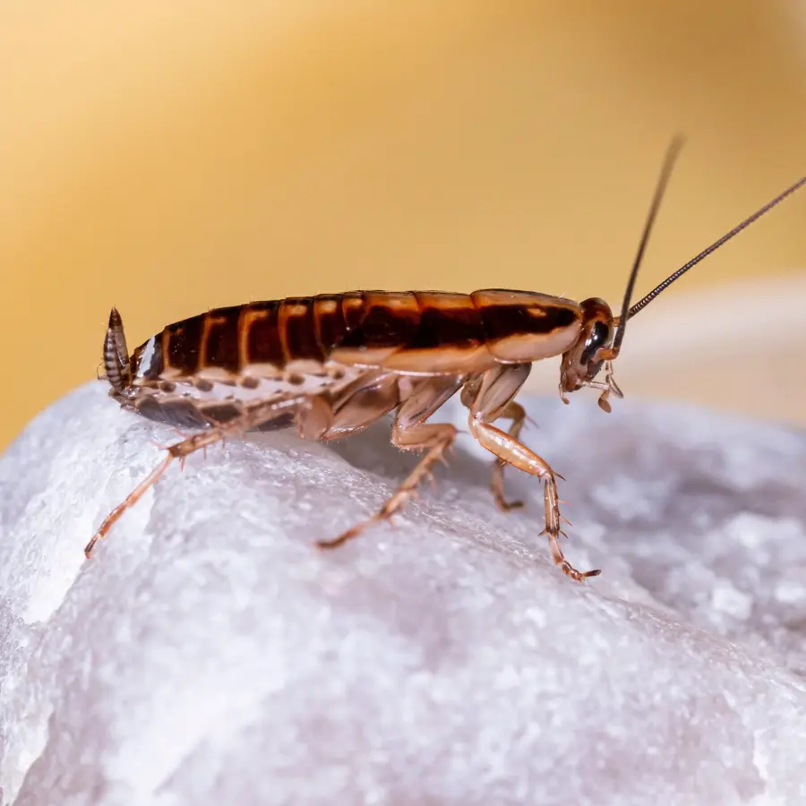 Cucaracha alemana 