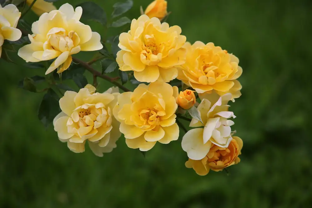 Rosal Banksiae
