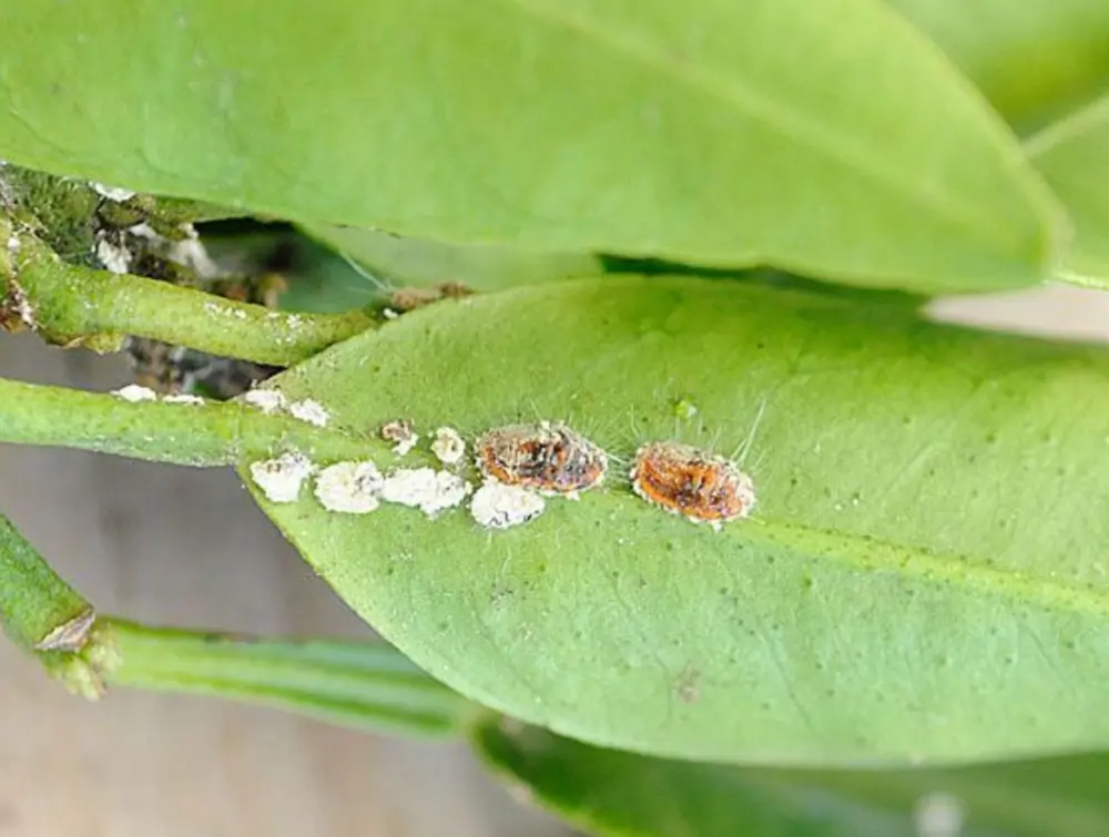 Las cochinillas son también otra plaga muy común que ataca a las plantas