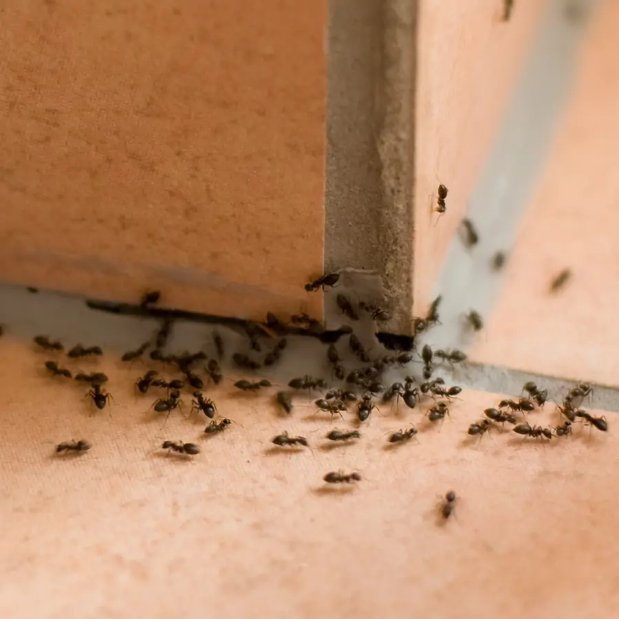 Las hormigas son una plaga común en muchos hogar durante el verano.
