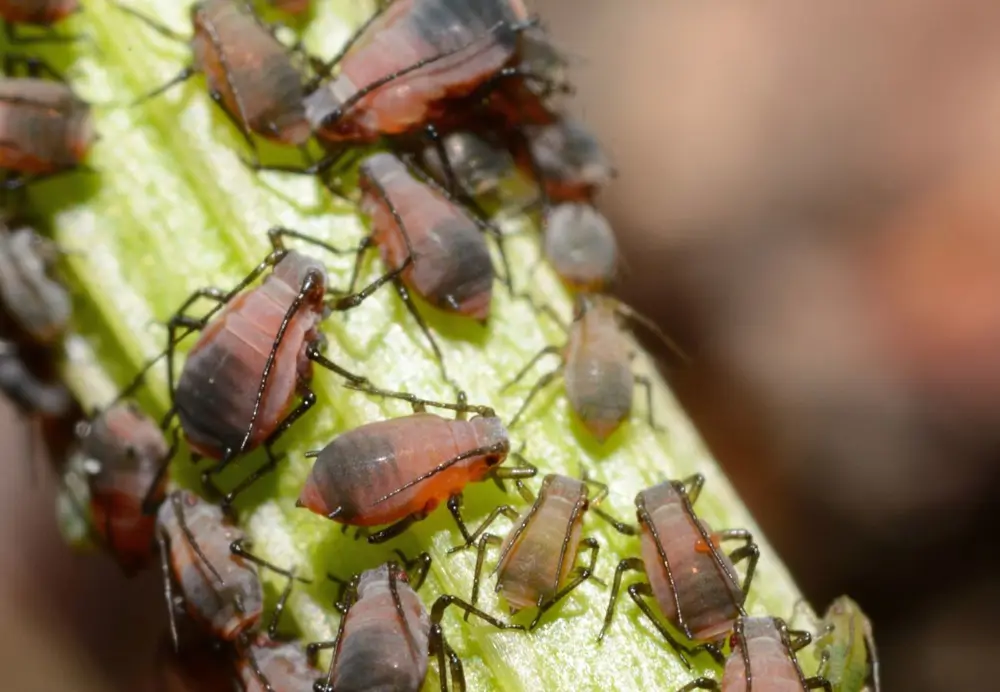 Los pulgones suelen aparecer en los tallos, pecíolos y el envés de las hojas de las plantas