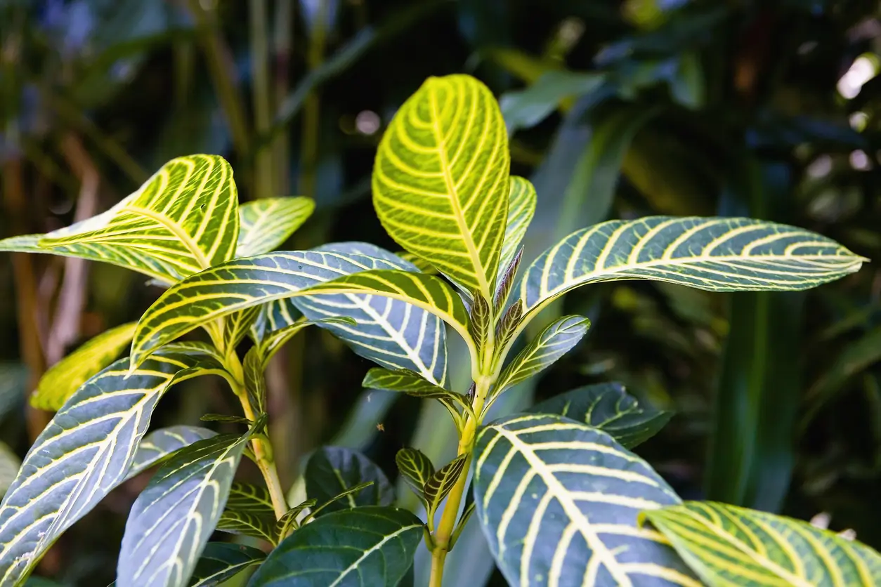 Afelandra