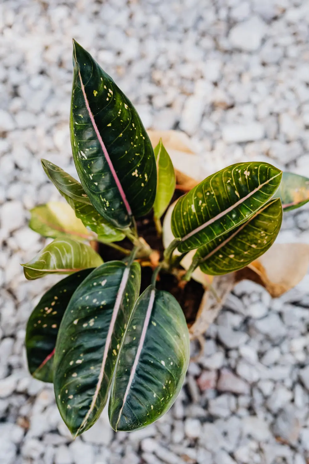 aglaonema pexels karolina grabowska