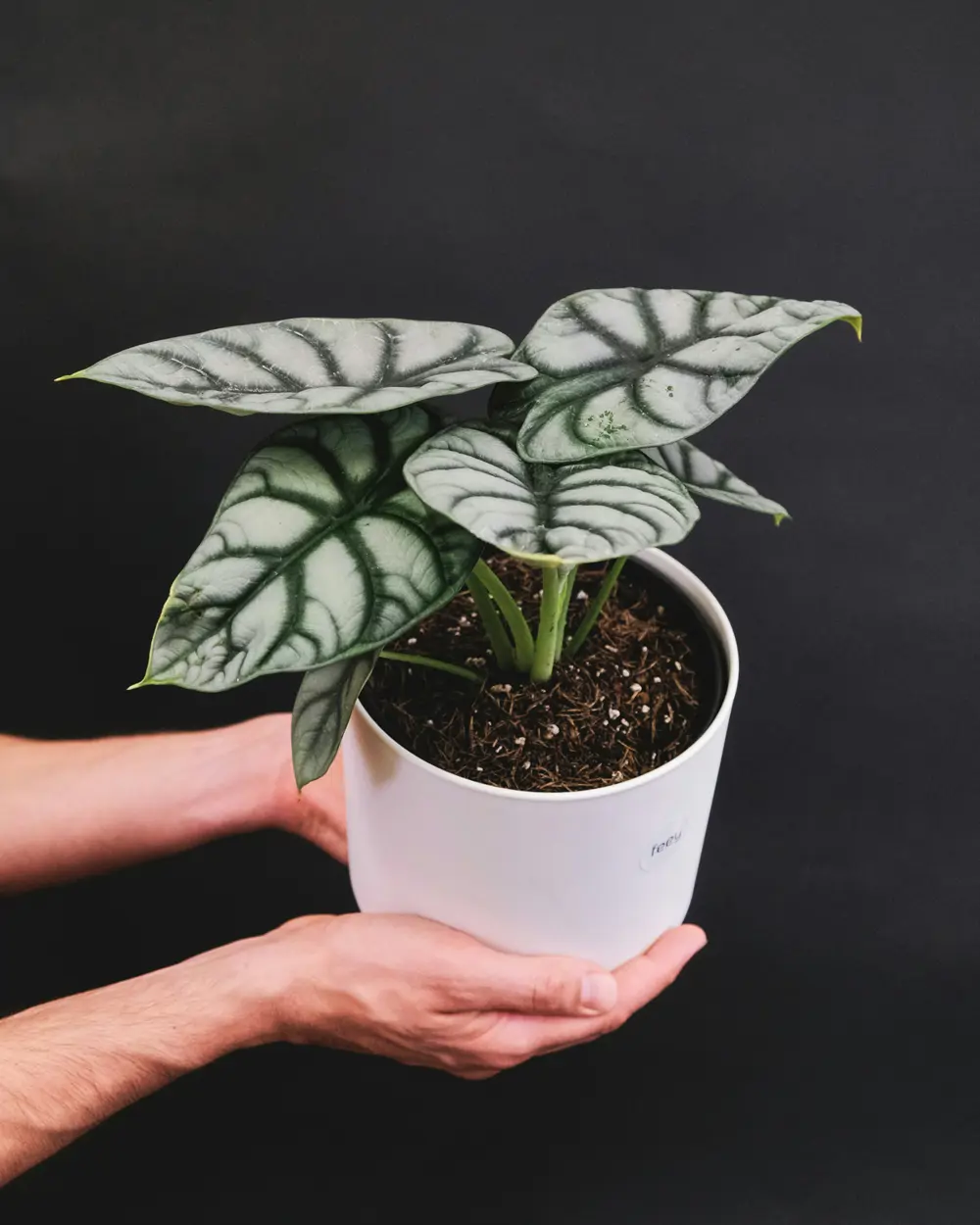 alocasia planta