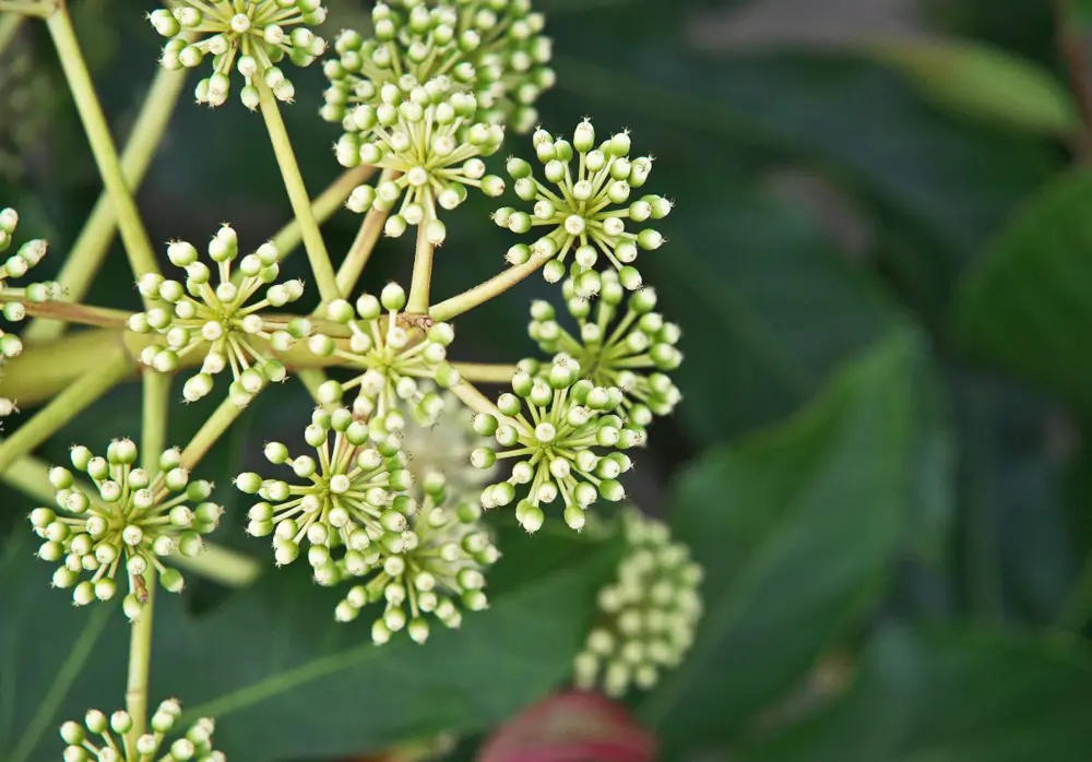 Aralia o Fatsia japonica
