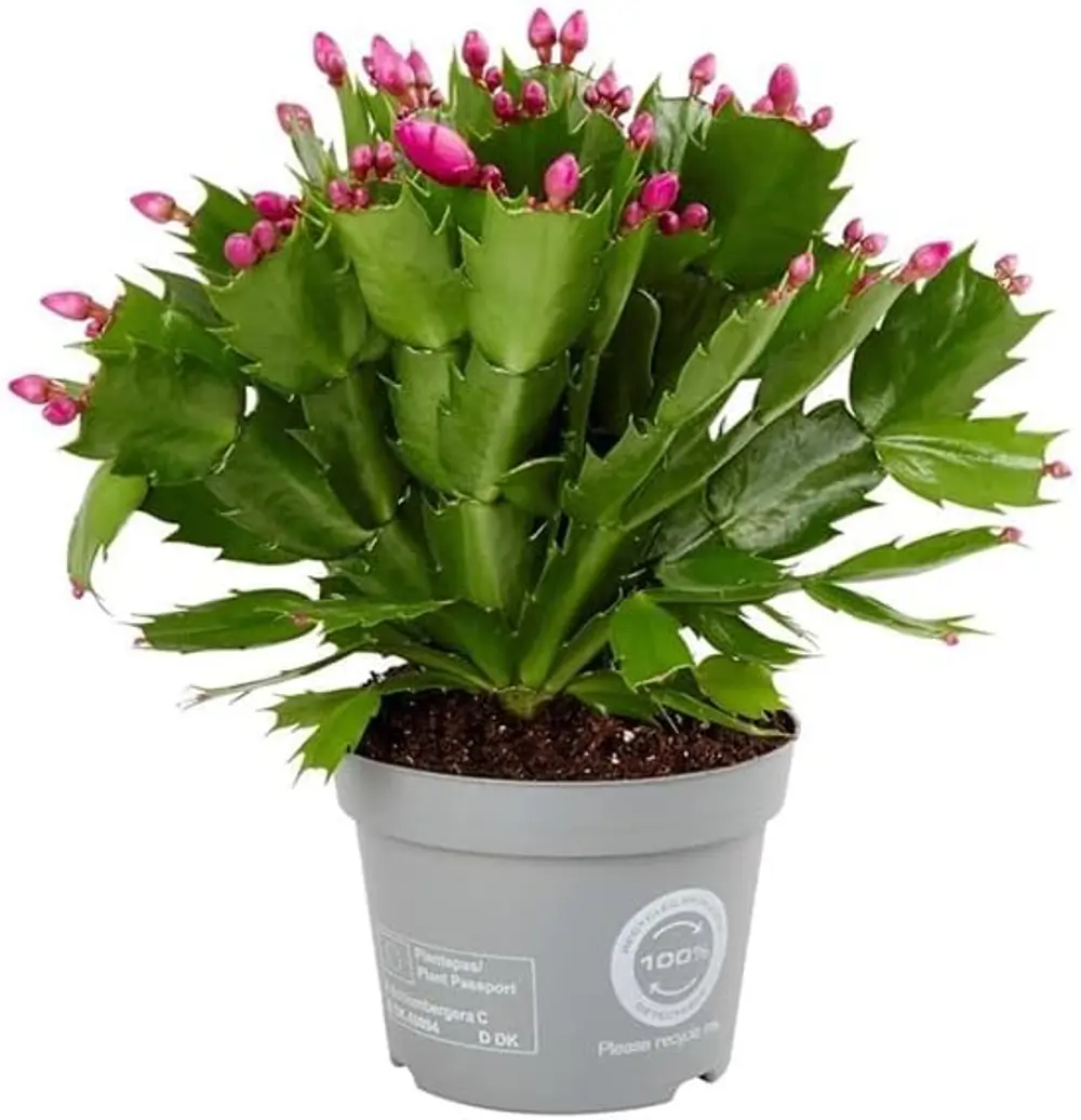 cactus pascua flor