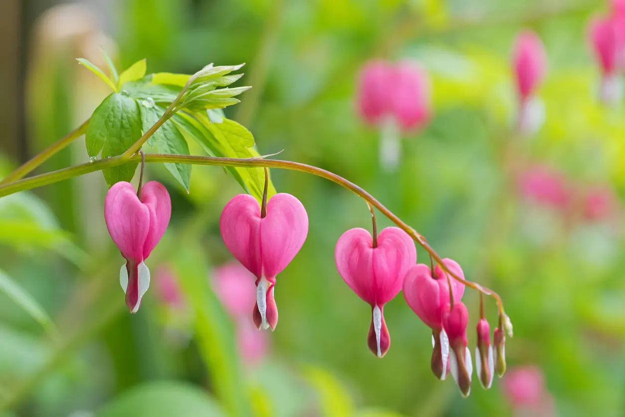 dicentra spectabilis