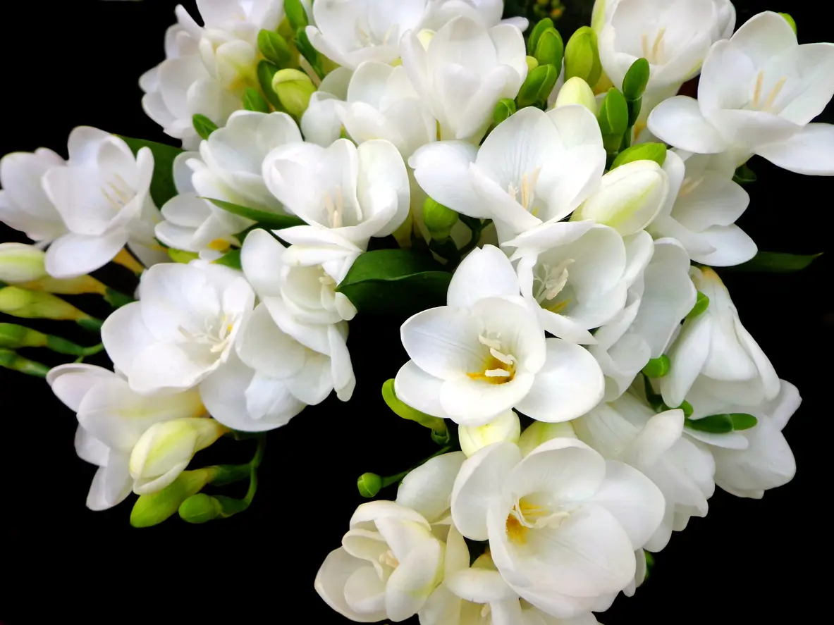 Freesia