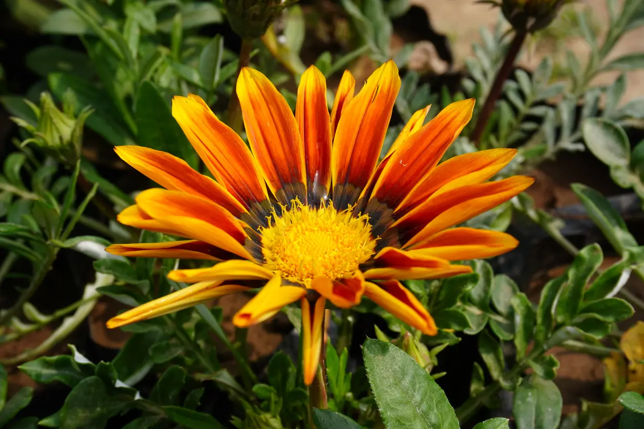 Gazania