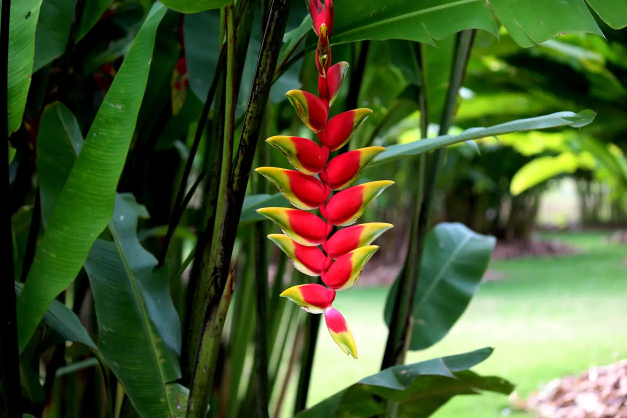 Heliconia