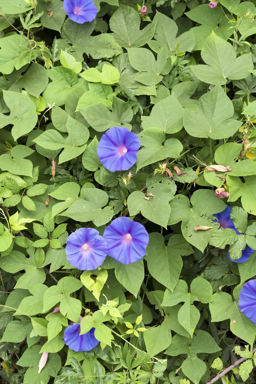 Ipomoea