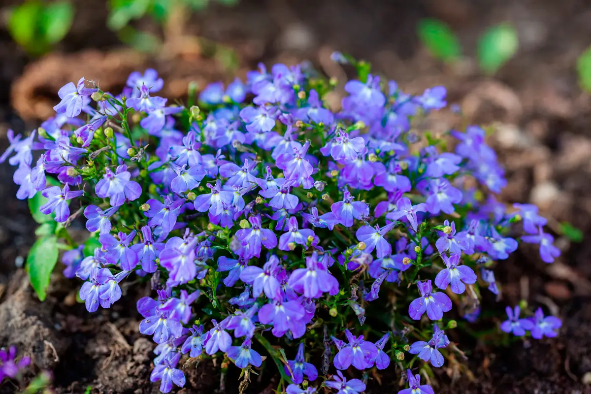 lobelia flores azules