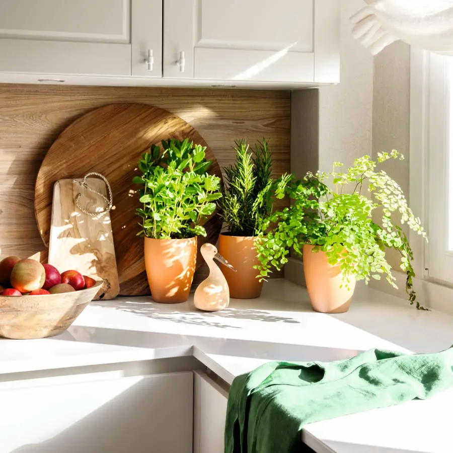 Plantas aromáticas 