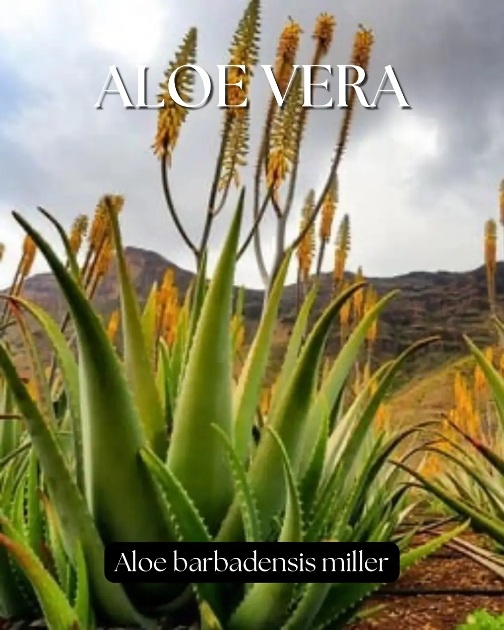 Aloe Vera