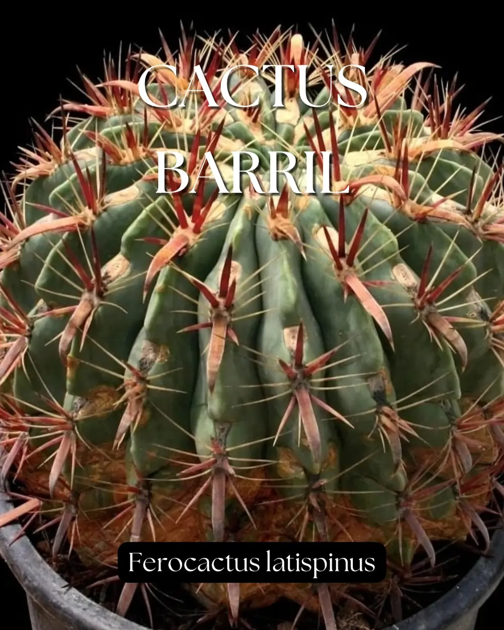 Cactus barril