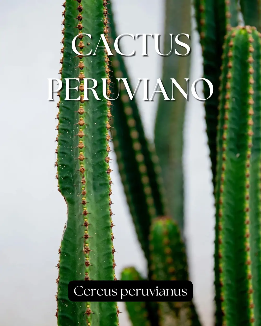Chico plantas