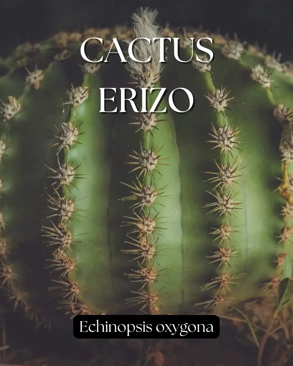 Chico plantas