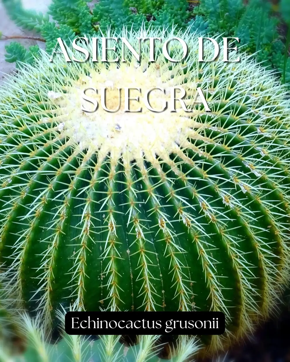 Chico plantas
