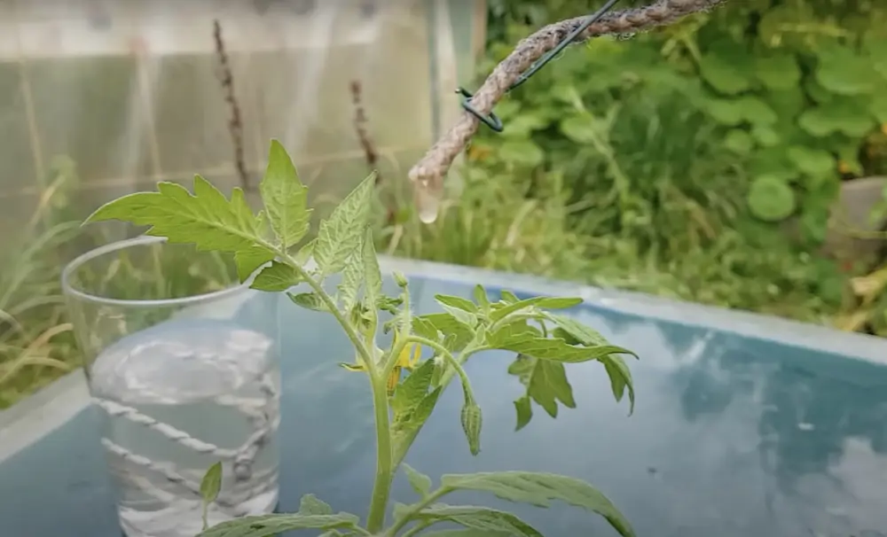 En 20 - 25 minutos, la cuerda estará completamente humedecida y empezará a gotear sobre el suelo de la planta