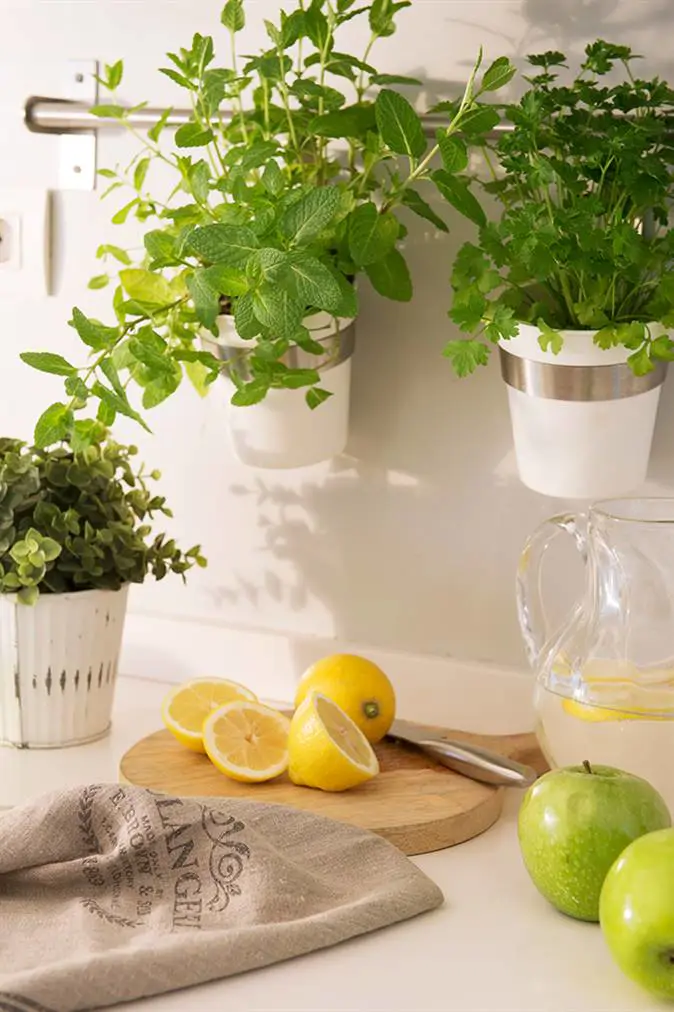 cocina con plantas aromaticas 00457238 o