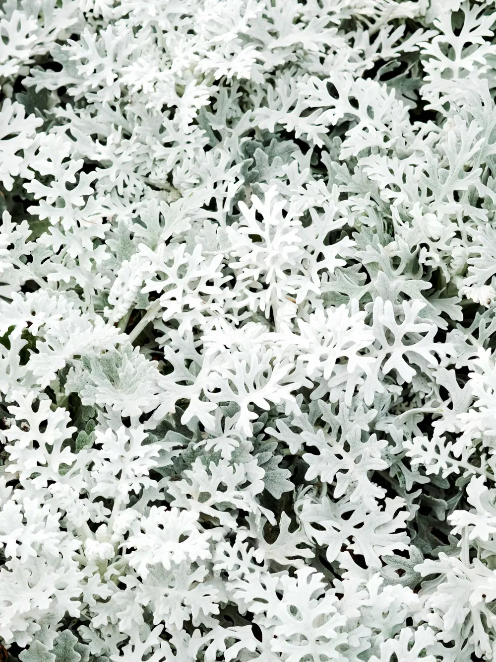 Jacobaea maritima