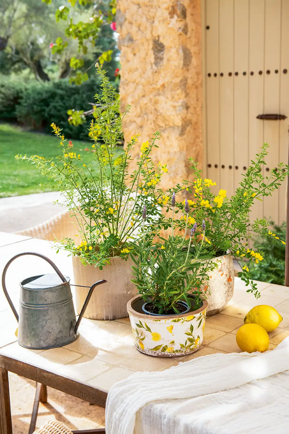 regadera limones plantas 
