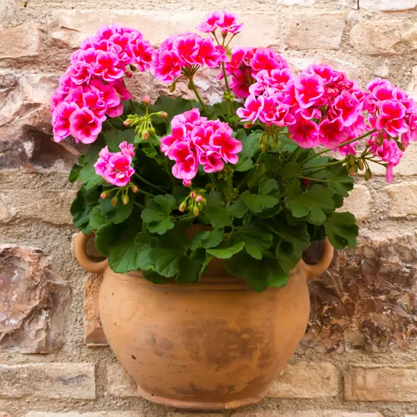 Geranio: cuidados, propiedades, tipos y trucos para dar vida a tu jardín o balcón