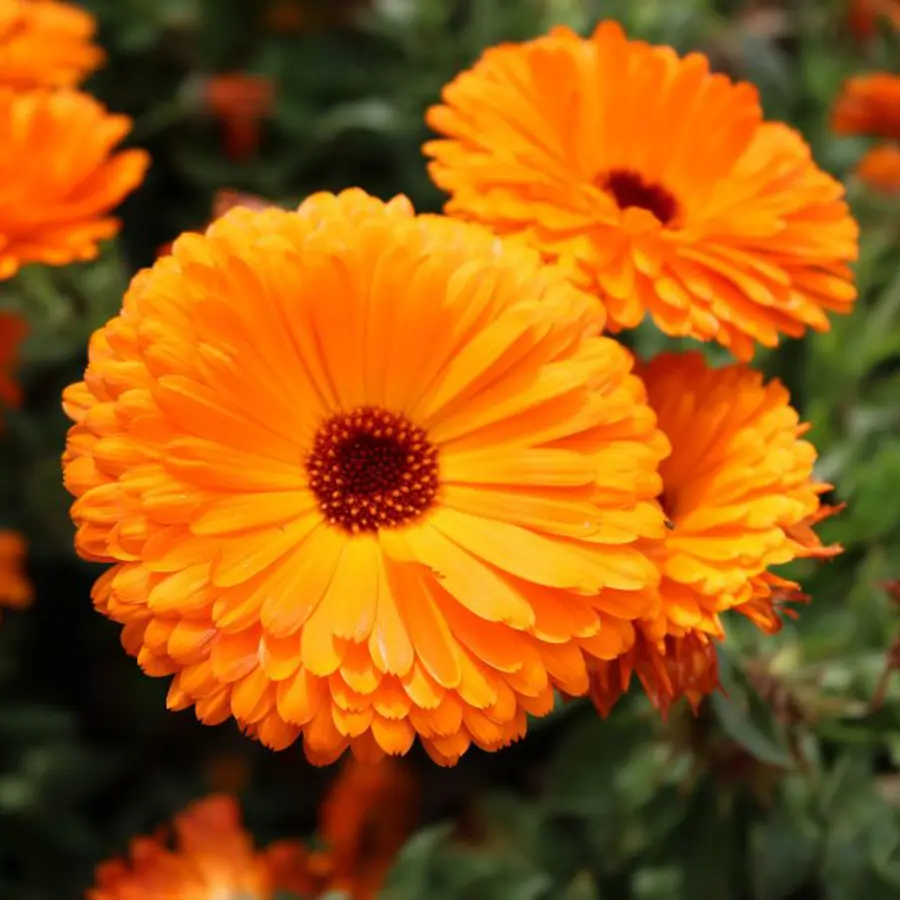 La caléndula, además de tener muchas propiedades medicinales, es ideal para tener en el jardín ya que se siembra sola