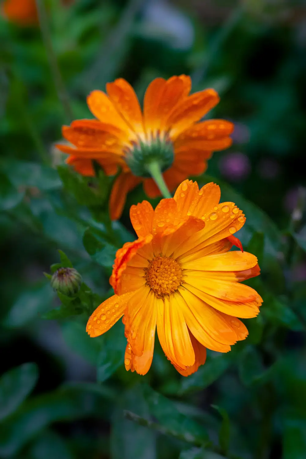 calendula flor petalos naranjas