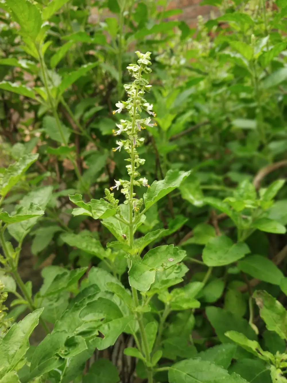 Albahaca perenne