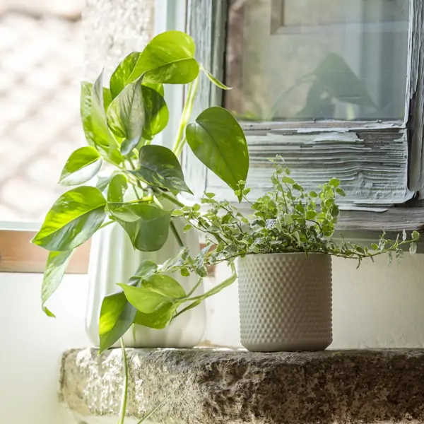 El abono que todo el mundo tira por el fregadero pero que es oro líquido para las plantas