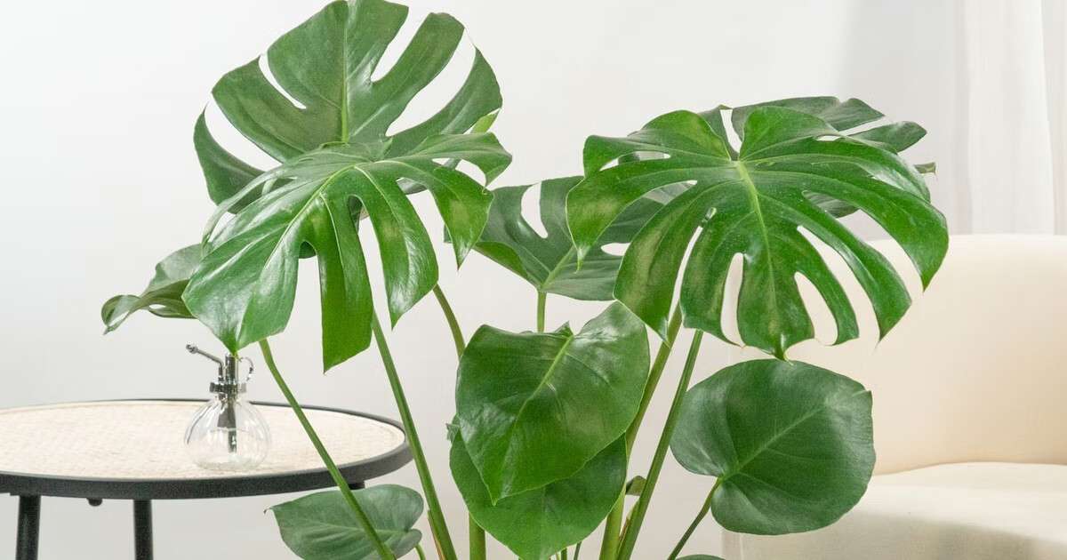 El truco infalible para que tu monstera deliciosa tenga ms hojas y ms  grandes
