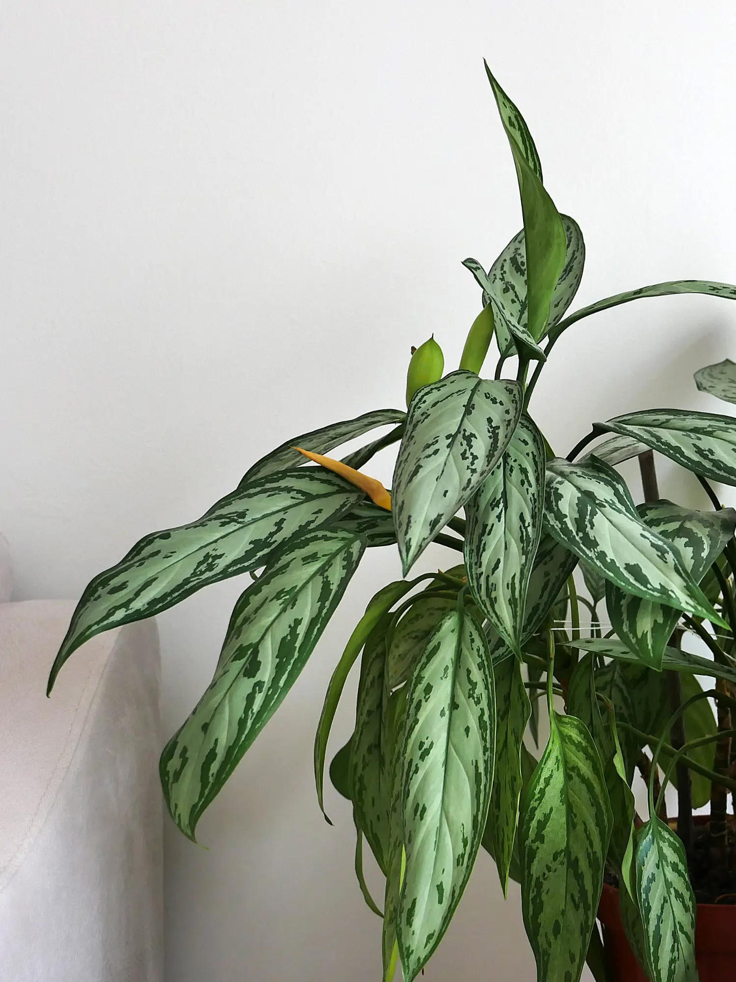 Aglaonema 'Silver Bay'