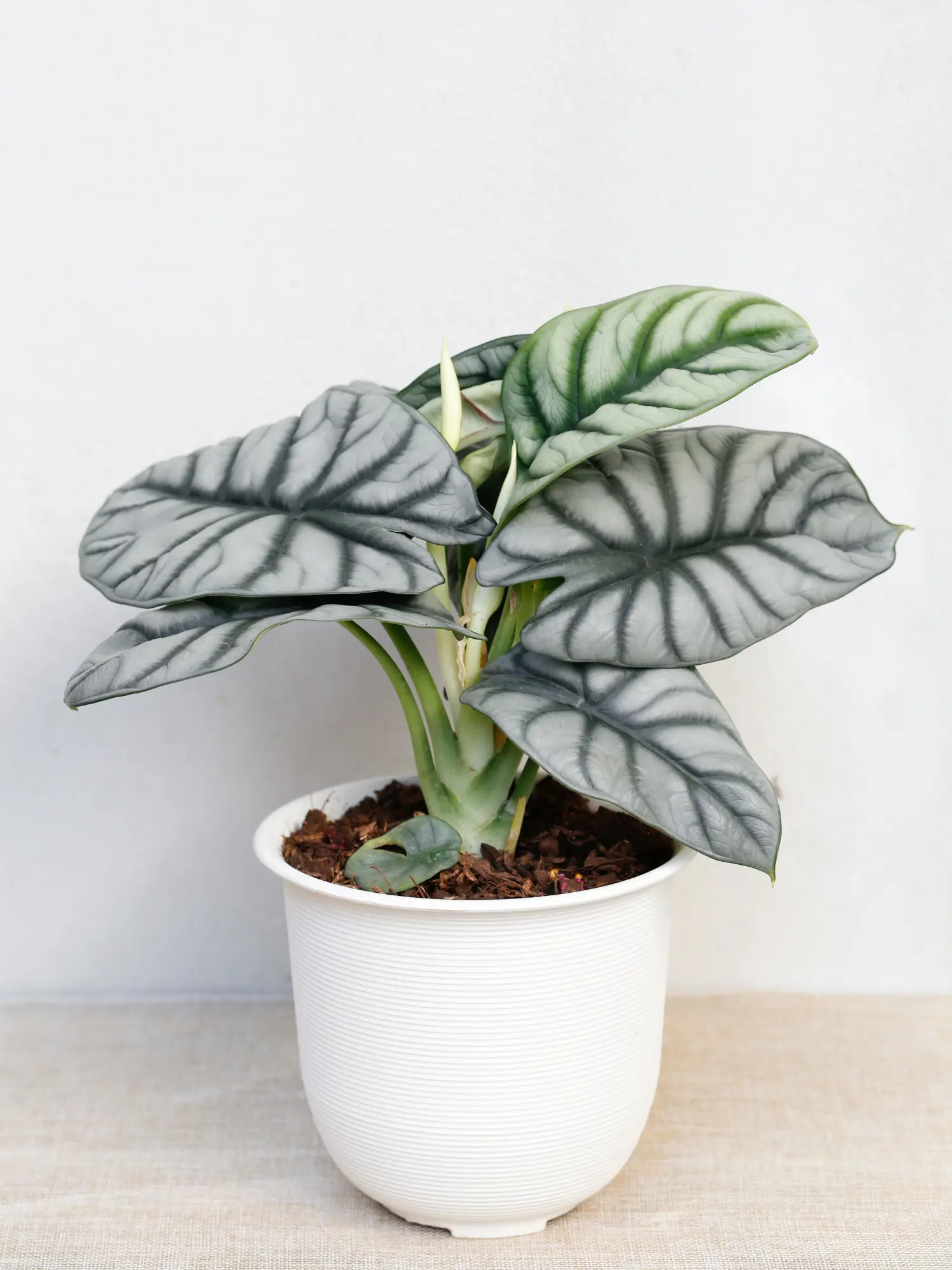 Alocasia 'Silver Dragon'