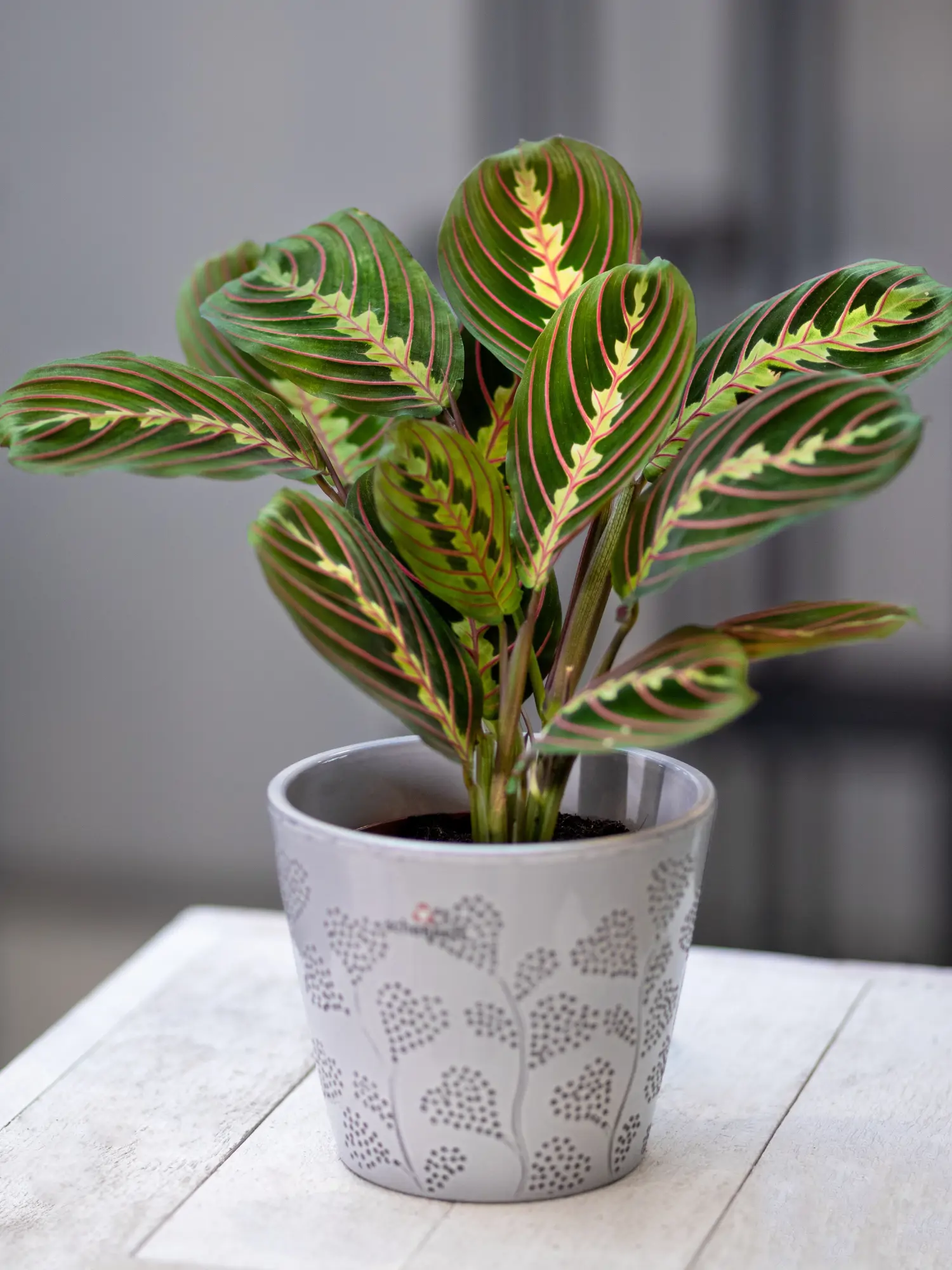 Planta de la oración