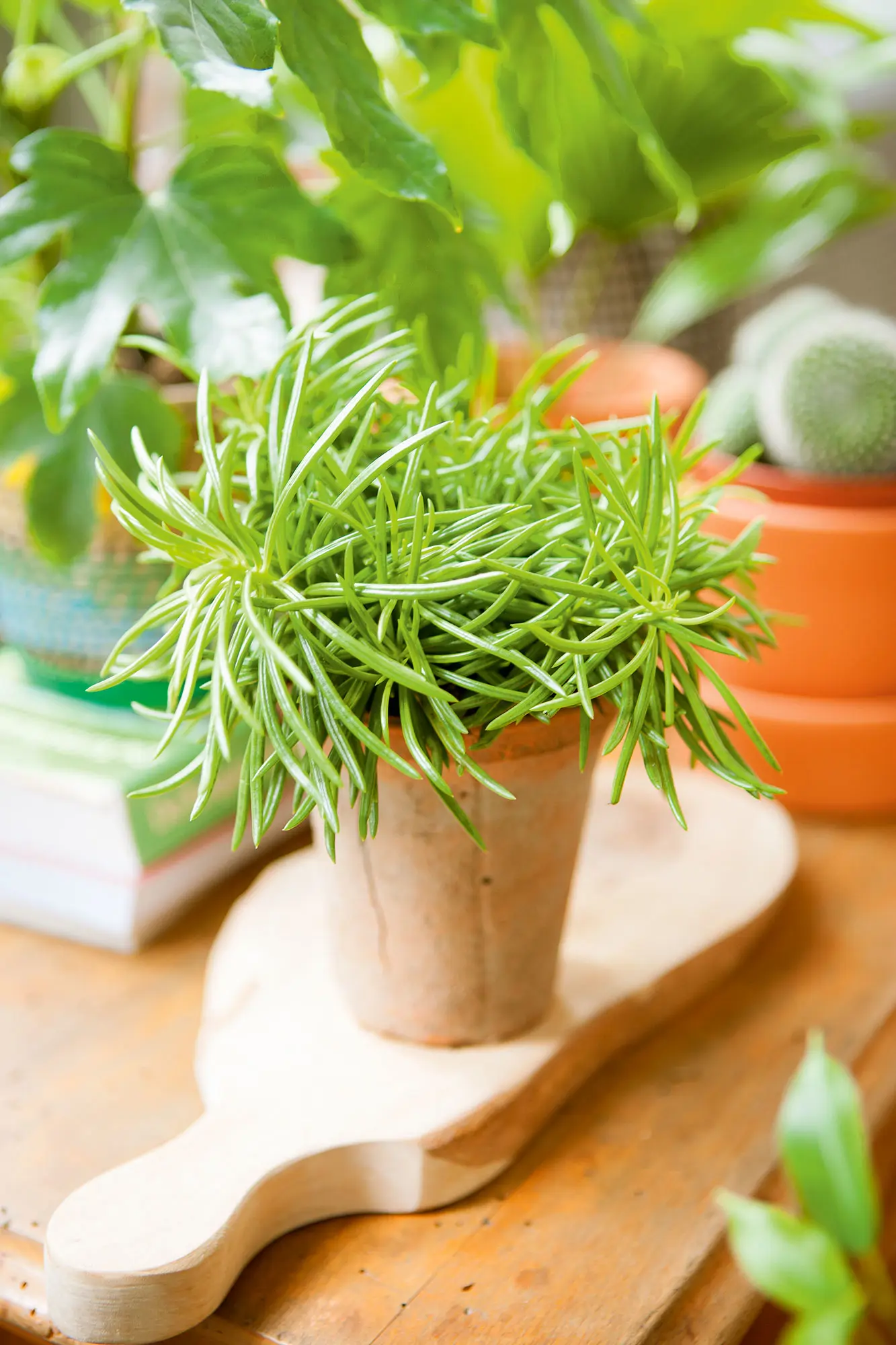 Senecio
