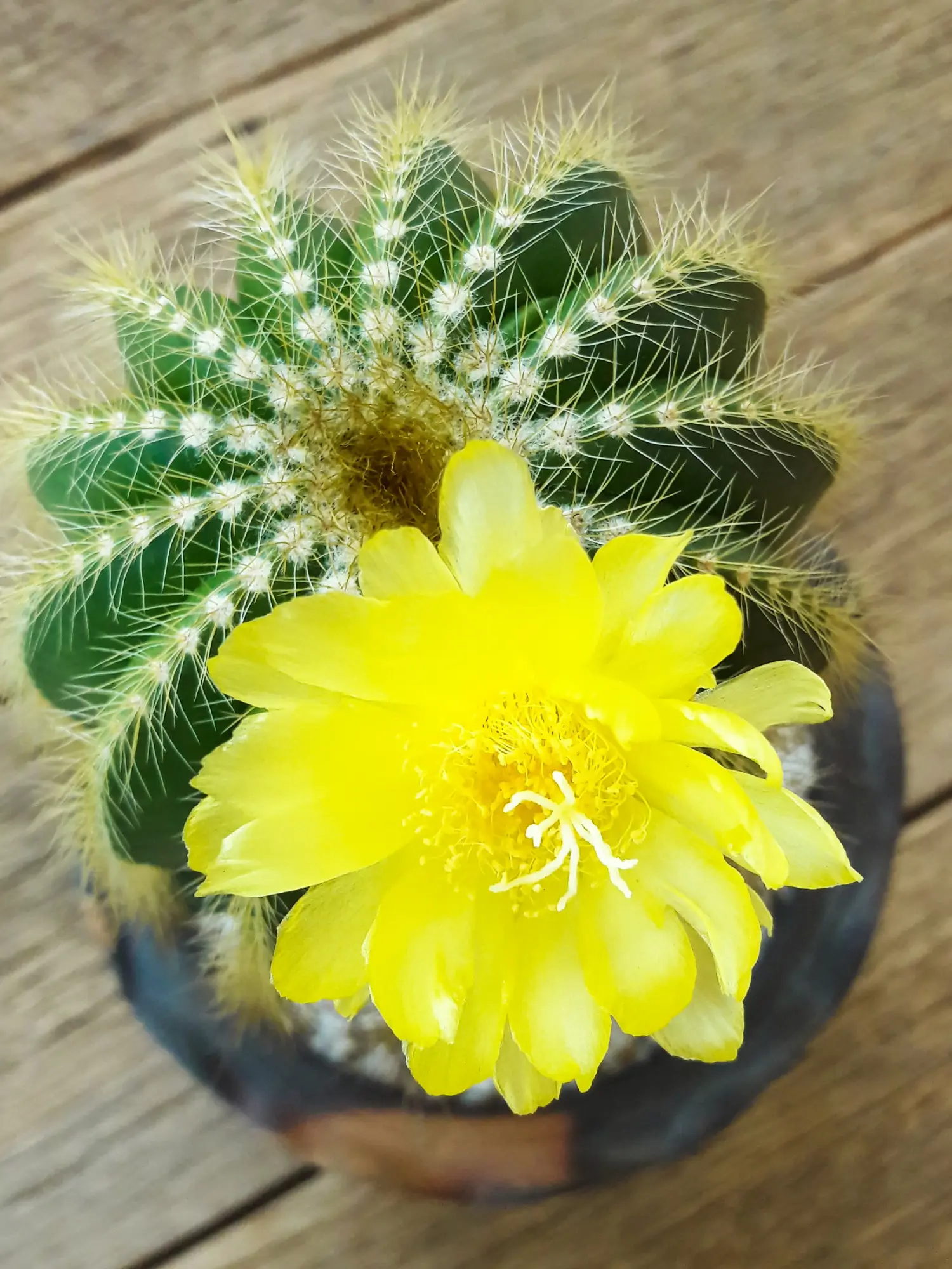 Descubre cules son los cactus con flores ms bellos, resistentes y fciles  de cuidar