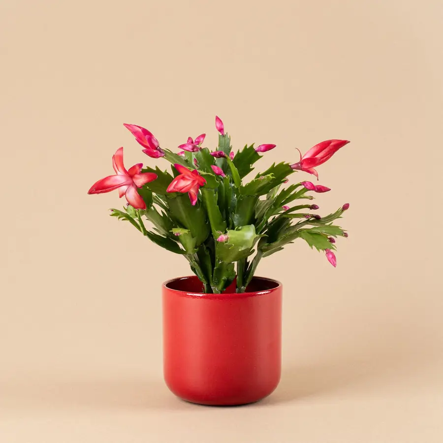 Por qu mi cactus de Navidad se est poniendo rojo? (y la solucin para  recuperar su color)