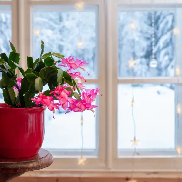 El asesino silencioso de tu planta de Navidad: "Hace que las hojas se ablanden, se marchiten y, a veces, se tornen marrones o rojas"