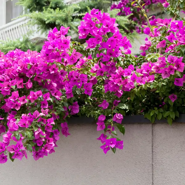 Los expertos en buganvillas y plantas se ponen de acuerdo: "Con una bráctea de buganvilla, buena tierra y un poco de paciencia, es facilísimo hacer esquejes que enraícen"